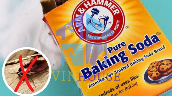 top 9+ mẹo diệt gián tận gốc và đuổi gián hiệu quả nên thử (Phần 1)